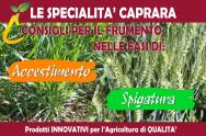 2023.03 - CONSIGLI PER LA COLTURA DEL FRUMENTO